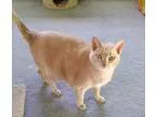 Adopt Leonidas a Orange or Red Domestic Mediumhair (medium coat)