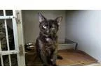 Adopt Kitten a Black (Mostly) Domestic Shorthair (short coat) ca