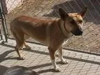 Adopt Cara a Boxer Shepherd