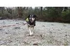 Adopt Leroy a Black - with White Alaskan Malamute  Labrador Retr