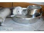 ferrets and multi-level cage