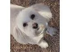 Adopt Bailey a White Poodle (Miniature)  Mixed dog in Phoenix AZ