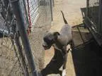 Adopt Snoopy a Pit Bull Terrier