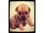 Adopt Hannah a Terrier