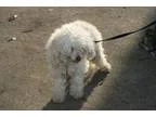 Adopt Mayo a Bichon Frise