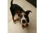 Adopt Skye a Beagle