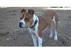Adopt Donny a White - with Brown or Chocolate Boxer  Mixed dog i