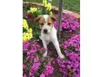 Adopt Bouquet of Pups a Australian Shepherd Australian Cattle Do