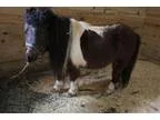 Adopt Dale a Miniature Horse
