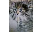 Adopt Becca (baby girl) a Domestic Short Hair