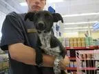 Adopt Licorice a Terrier