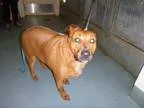 Adopt 107205 a RedGoldenOrangeCh estnut Labrador Retriever  Mini