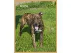 Adopt Brinnie a Spaniel Hound