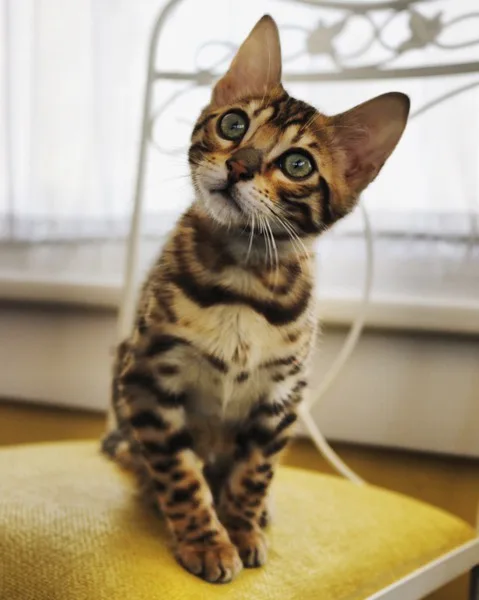 Male 5 mo. Kitten