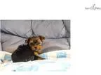 Yorkshire terrier