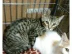 Adopt Gifford a Tabby - Grey