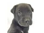 Adopt Chaos a Black Labrador Retriever  Rottweiler  Mixed dog in