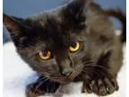 Adopt Vincent a Extra-Toes Cat (Hemingway Polydactyl)