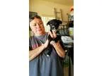 Adopt Gumdrop a Schnauzer Poodle