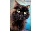 Adopt Lulu a Tortoiseshell