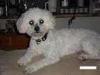 Adopt Cuddles a Bichon Frise