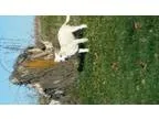 Adopt Olaf (courtesy post) a Australian Cattle Dog (Blue Heeler)