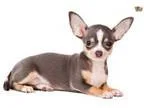 Found 2 Chihuahua mix dogs in South Miami