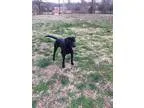 Adopt Jet a Labrador Retriever