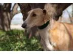 Adopt Trip a Greyhound Saluki