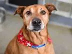 Adopt JACKS a German Shepherd Dog