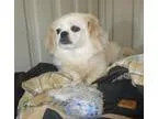 Adopt Dotti a Australian Cattle Dog (Blue Heeler)