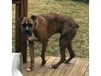 Adopt Clyde 2 a Brindle - with White Boxer  Mixed dog in Detroit