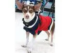 Adopt Tommy a Rat Terrier Toy Fox Terrier