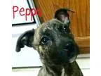 Adopt Peppa a Pit Bull Terrier