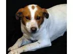 Adopt Jewel Trained a Hound
