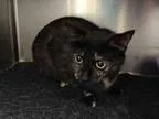 Adopt AMELIA a Domestic Mediumhair  Mixed (medium coat) cat in A