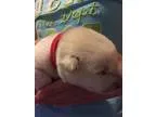 Adopt Swiss a Jindo