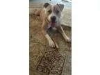 Adopt Henry a TanYellowFawn - with White Pit Bull Terrier  Mixed