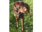 Adopt Benny Boo a BrownChocolate Labrador Retriever  Mixed dog i