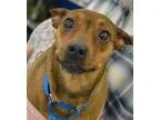 Striper - Male CollieHound (Unknown Type) Mix