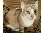 Adopt Tinkerbell a Dilute Calico