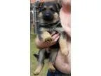 German Shepherd Puppies - Males