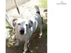 Adopt Samuel a Tricolor (TanBrown and Black and White) Collie  B