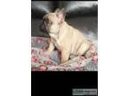 Friendly and cute french bulldog puppy