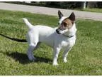 Adopt Zelda in Denton a White - with Brown or Chocolate Jack Rus