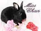 Adopt Miss Chan a Black OtherUnknown  Mixed (short coat) rabbit 