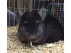 Adopt 4 month old medium ebony male chinchilla kit (baby) a Chin
