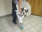 Adopt Nikki a Pit Bull Terrier