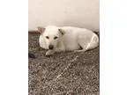 Adopt Feta a Jindo
