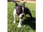 Healthy Boston Terrier Puppies